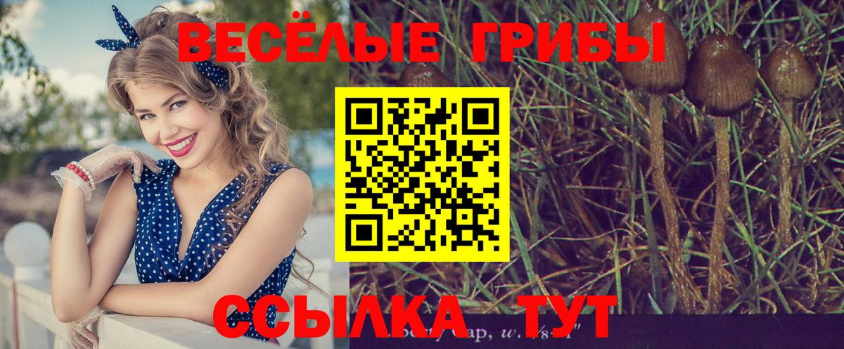 Ступино  Псилоцибиновые грибы Psilocybe  Вход с VPN  Галлюциногенные грибы Magic Shrooms 